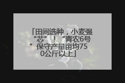 田间选种，小麦强“芯”！“青农6号”保守产量亩均750公斤以上