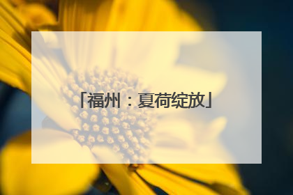 福州：夏荷绽放