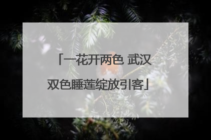 一花开两色 武汉双色睡莲绽放引客