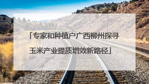 专家和种植户广西柳州探寻玉米产业提质增效新路径