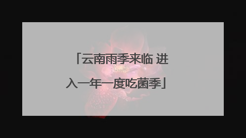 云南雨季来临 进入一年一度吃菌季