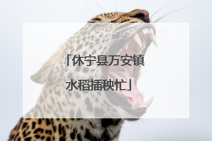 休宁县万安镇水稻插秧忙