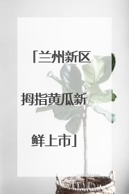 兰州新区拇指黄瓜新鲜上市