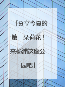 分享今夏的第一朵荷花！来杨浦这座公园吧