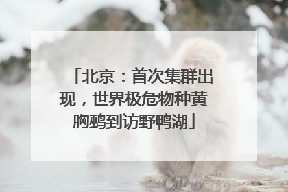 北京：首次集群出现，世界极危物种黄胸鹀到访野鸭湖