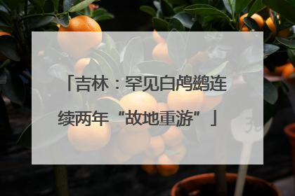吉林：罕见白鸬鹚连续两年“故地重游”