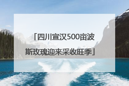 四川宣汉500亩波斯玫瑰迎来采收旺季