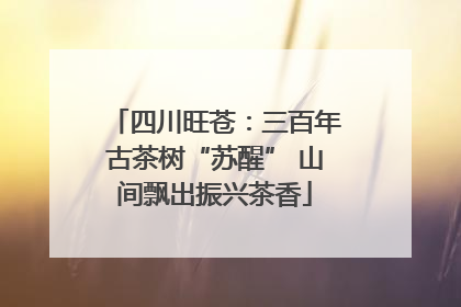 四川旺苍：三百年古茶树“苏醒” 山间飘出振兴茶香