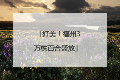 好美！福州3万株百合盛放
