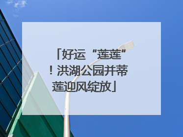 好运“莲莲”！洪湖公园并蒂莲迎风绽放