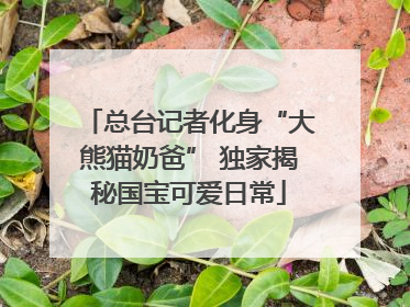 总台记者化身“大熊猫奶爸” 独家揭秘国宝可爱日常
