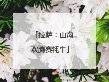 拉萨：山沟欢腾赛牦牛