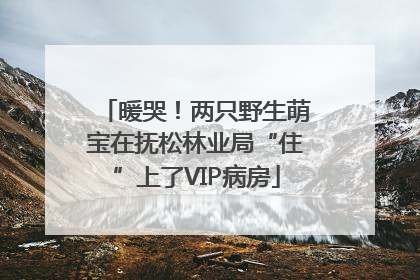 暖哭！两只野生萌宝在抚松林业局“住”上了VIP病房