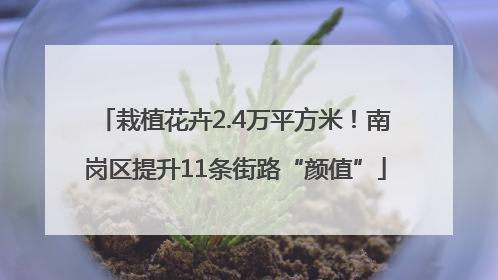 栽植花卉2.4万平方米！南岗区提升11条街路“颜值”
