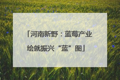 河南新野：蓝莓产业绘就振兴“蓝”图