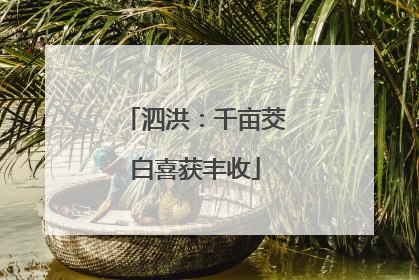 泗洪：千亩茭白喜获丰收