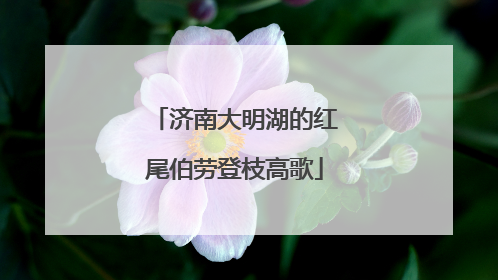 济南大明湖的红尾伯劳登枝高歌