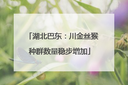 湖北巴东：川金丝猴种群数量稳步增加