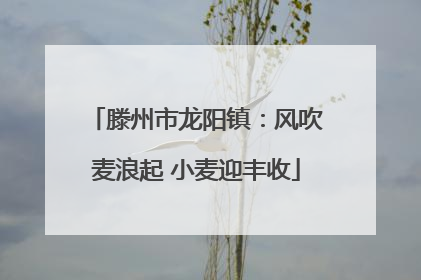 滕州市龙阳镇：风吹麦浪起 小麦迎丰收