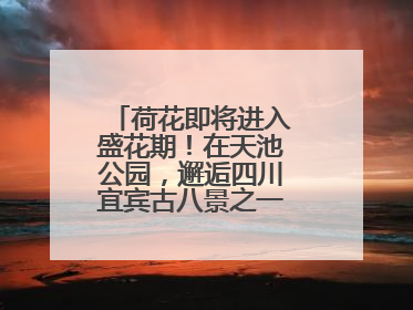 荷花即将进入盛花期！在天池公园，邂逅四川宜宾古八景之一“天池晚照”