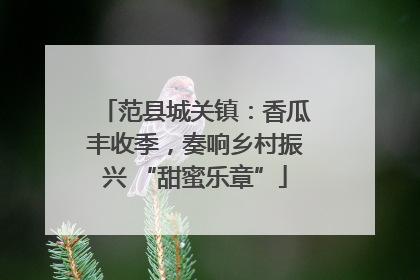 范县城关镇：香瓜丰收季，奏响乡村振兴 “甜蜜乐章”