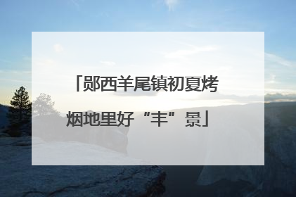郧西羊尾镇初夏烤烟地里好“丰”景