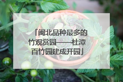 闽北品种最多的竹观赏园——杜潭百竹园建成开园