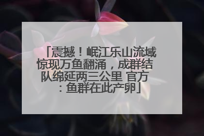 震撼！岷江乐山流域惊现万鱼翻涌，成群结队绵延两三公里 官方：鱼群在此产卵