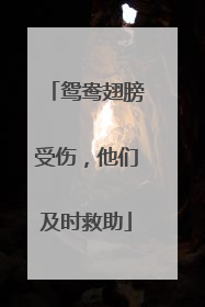 鸳鸯翅膀受伤，他们及时救助