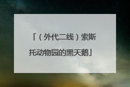 （外代二线）索斯托动物园的黑天鹅