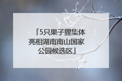 5只果子狸集体亮相湖南南山国家公园候选区